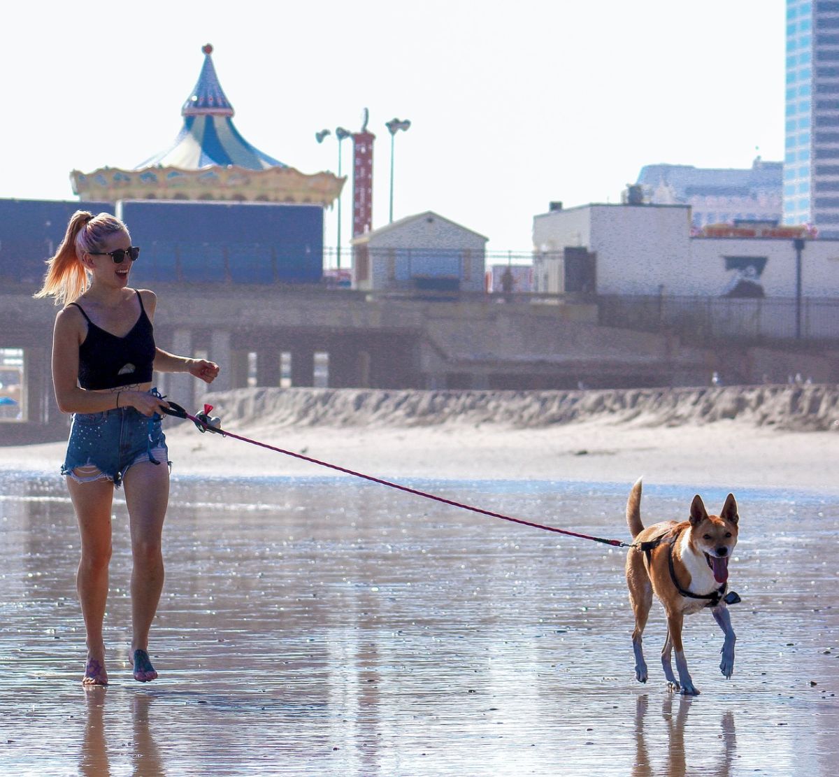 Recycler les poils de son chien au lieu de les jeter, est-ce possible ?