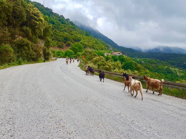 En Grèce, l’Epire et le meilleur