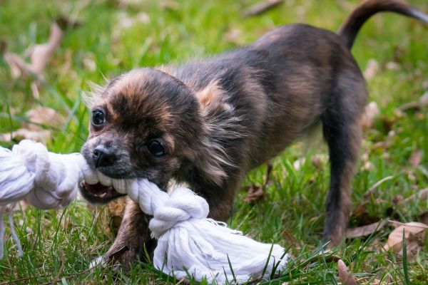 Adoptez 7 réflexes ECOLO avec votre chien