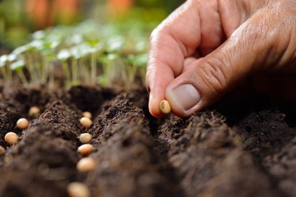 7 choses à faire ABSOLUMENT en AVRIL dans votre JARDIN