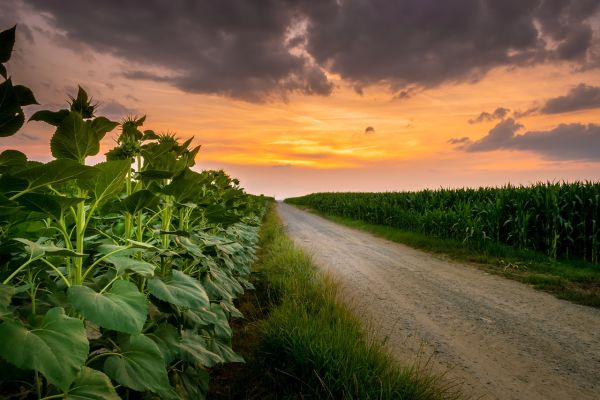 La permaculture, 7 aspects révolutionnaires pour protéger la biodiversité