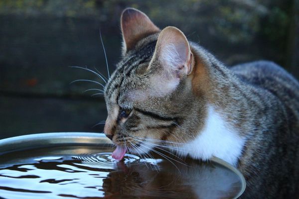 7 réflexes pour protéger son animal en période de canicule 