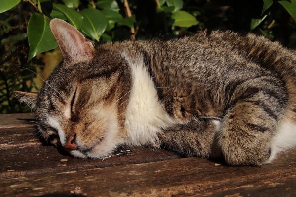 7 réflexes pour protéger son animal en période de canicule 