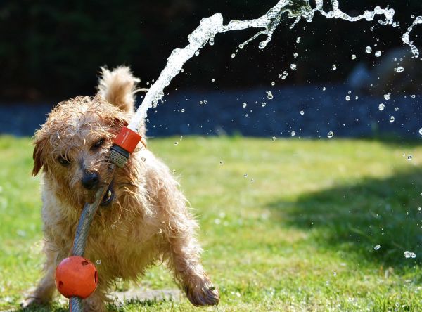 7 réflexes pour protéger son animal en période de canicule 