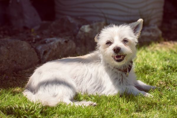 7 réflexes pour protéger son animal en période de canicule 