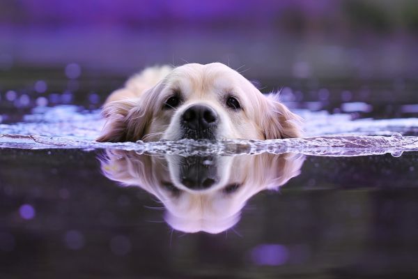 7 réflexes pour protéger son animal en période de canicule 