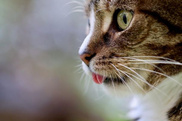 7 réflexes pour protéger son animal en période de canicule 