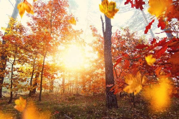 7 choses à savoir sur la COULEUR des feuilles