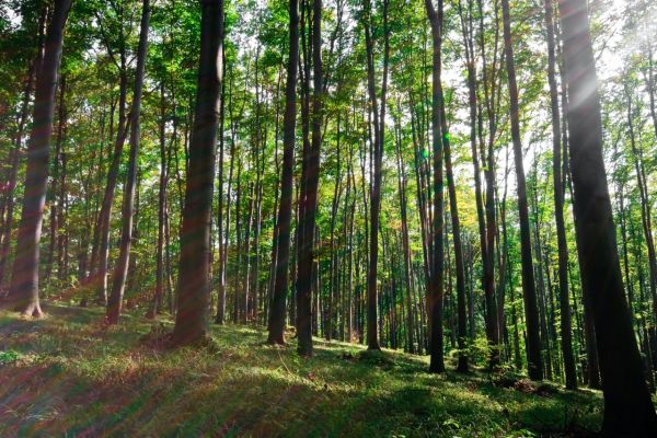 7 choses à savoir sur la COULEUR des feuilles