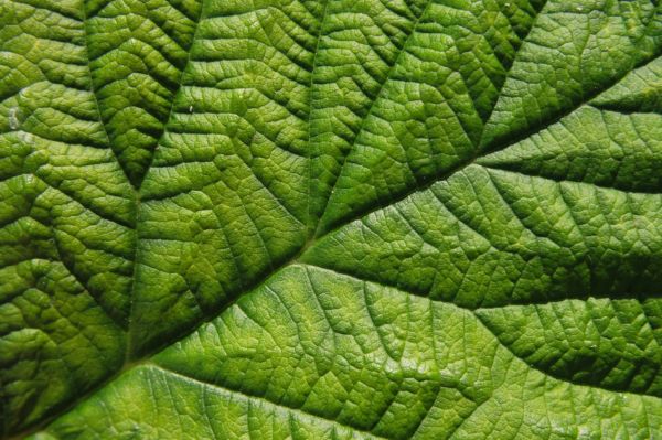7 choses à savoir sur la COULEUR des feuilles