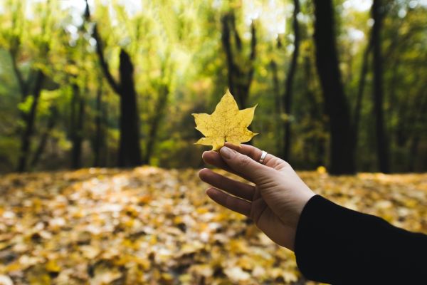 7 choses à savoir sur la COULEUR des feuilles