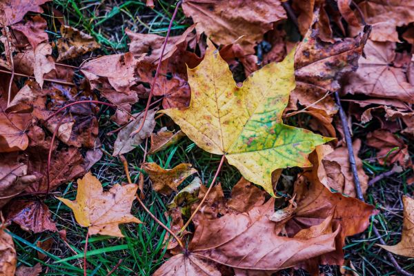 7 choses à savoir sur la COULEUR des feuilles