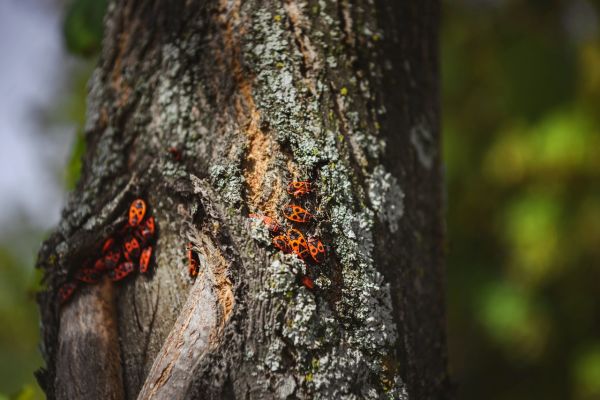 7 choses à savoir sur la COULEUR des feuilles