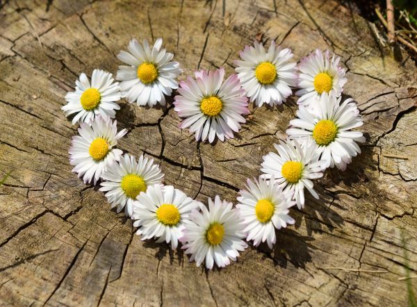 33 clés pour réconcilier le Cœur, le Corps et l’Esprit
