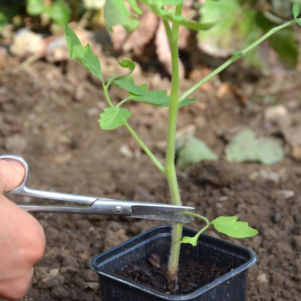 Les 7 choses à faire dans votre jardin en mai