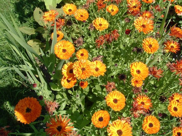Les 7 choses à faire dans votre jardin en mai