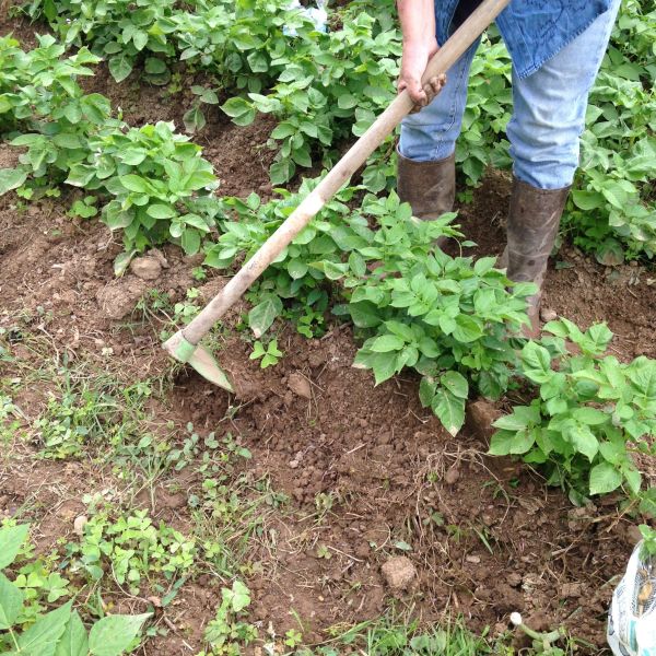 Les 7 choses à faire (ou ne pas faire) dans votre jardin en juin