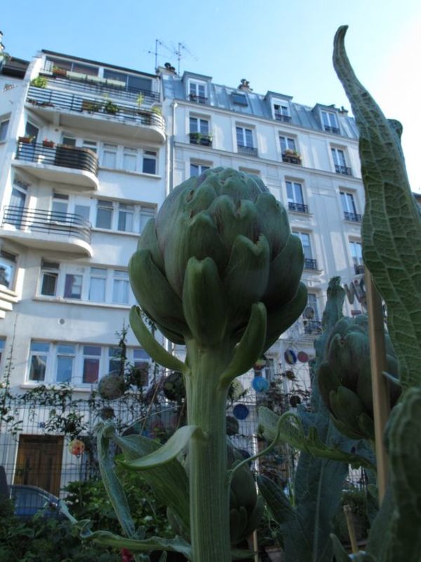 7 bonnes raisons de cultiver son jardin (en ville)