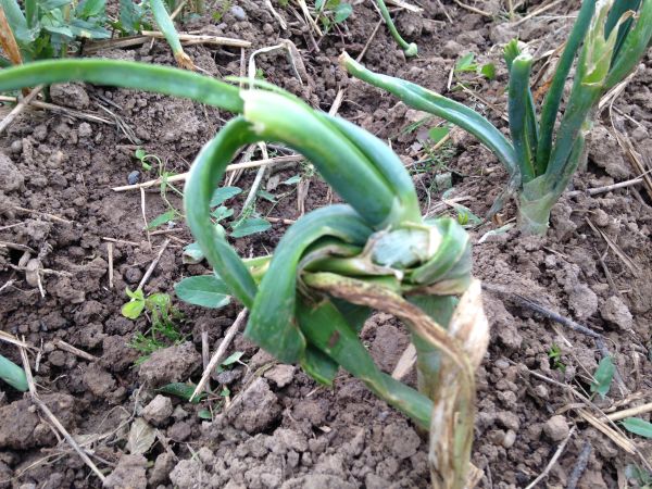 Les 7 choses à faire (ou ne pas faire) dans votre jardin en juillet