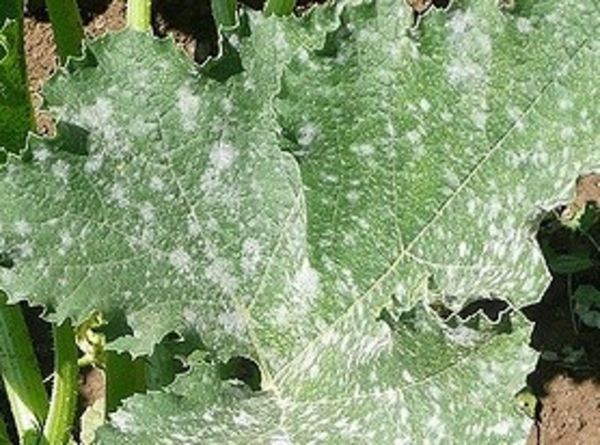 Les 7 choses à faire (ou ne pas faire) dans votre jardin en juillet