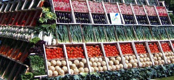 Les 7 choses à faire (ou ne pas faire) dans votre jardin en août
