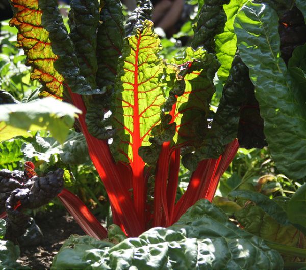Les 7 choses à faire (ou ne pas faire) dans votre jardin en août