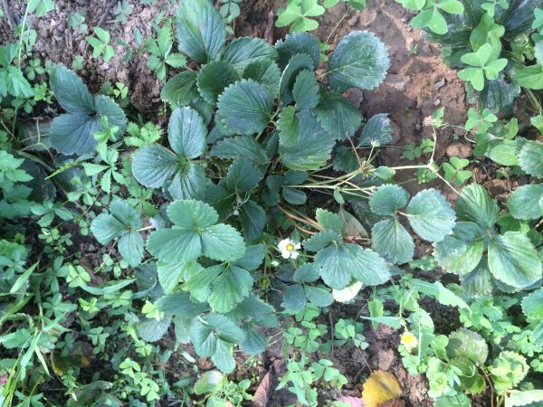 Les 7 choses à faire (ou ne pas faire) dans votre jardin en septembre