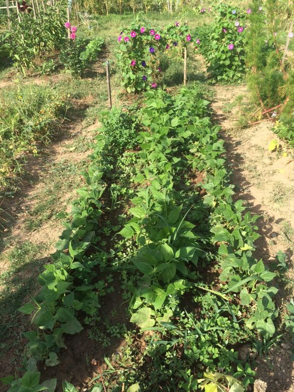 Les 7 choses à faire (ou ne pas faire) dans votre jardin en octobre