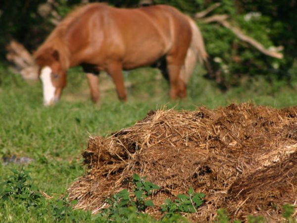 Les 7 choses à faire (ou ne pas faire) dans votre jardin en octobre