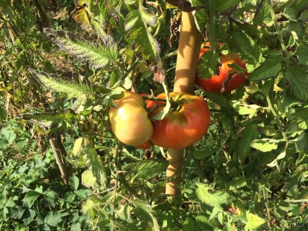 Les 7 choses à faire (ou ne pas faire) dans votre jardin en novembre