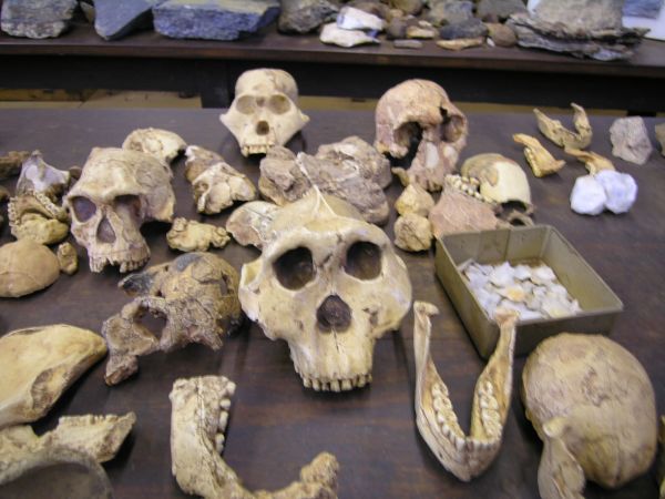 De Homo à Sapiens : 7 mystères dans 7 grottes ornées