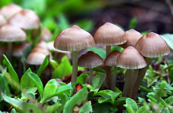 7 choses à savoir sur la reproduction des champignons
