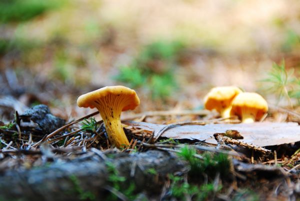 7 choses à savoir sur la reproduction des champignons