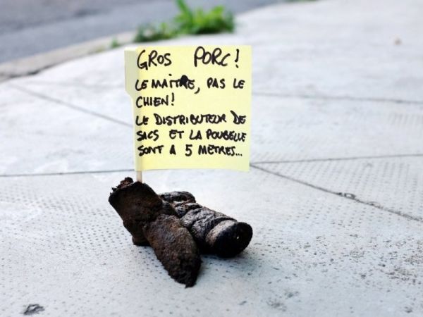7 moyens de LUTTER contre les CROTTES de chien