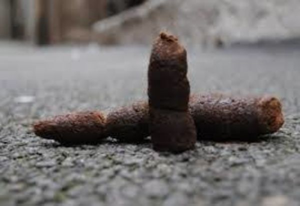 7 moyens de LUTTER contre les CROTTES de chien