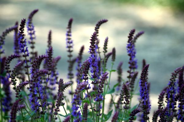 7 teintures capillaires NATURELLES pour éviter le CANCER !
