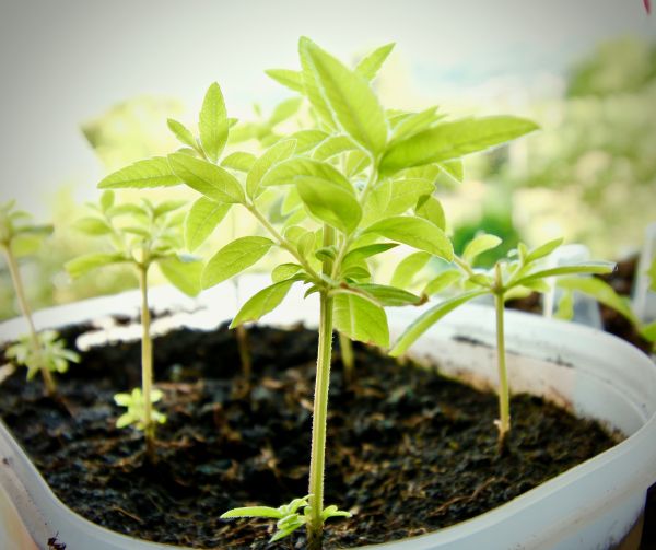 7 conseils NATURELS pour ne plus craindre les MOUSTIQUES