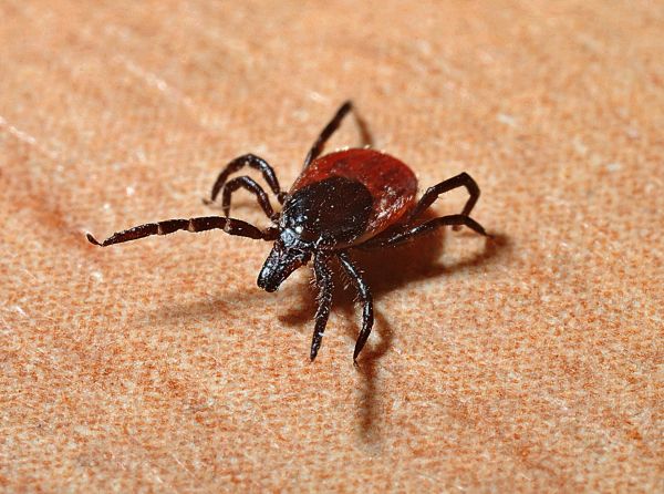 7 animaux DANGEREUX à éviter en FRANCE