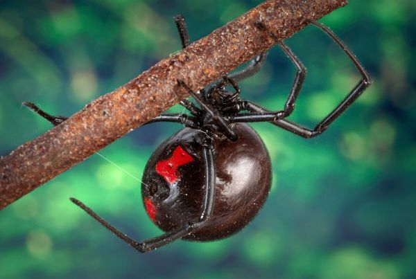7 animaux DANGEREUX à éviter en FRANCE