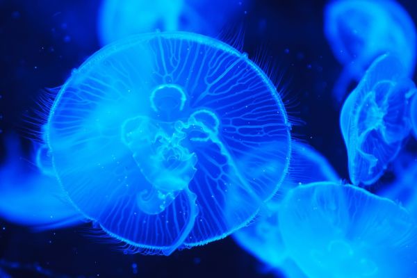 7 animaux DANGEREUX à éviter en FRANCE