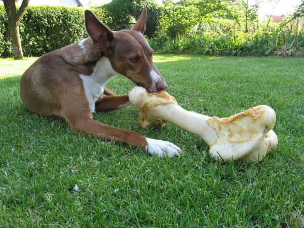 Adoptez 7 réflexes ECOLO avec votre chien
