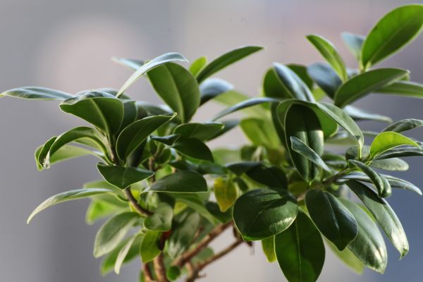 7 plantes et fleurs TOXIQUES pour les ANIMAUX domestiques