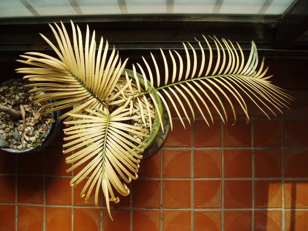 7 plantes et fleurs TOXIQUES pour les ANIMAUX domestiques