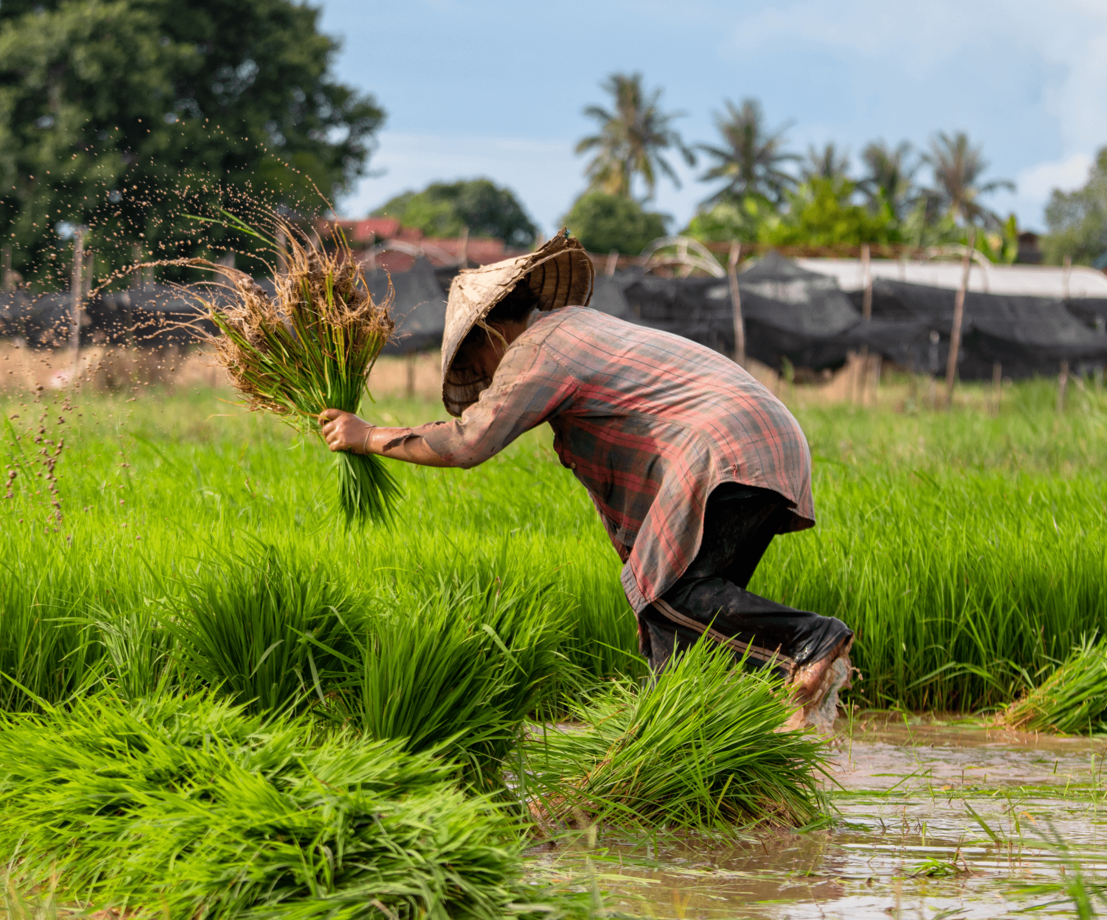 Indotani - Indonesian farmer