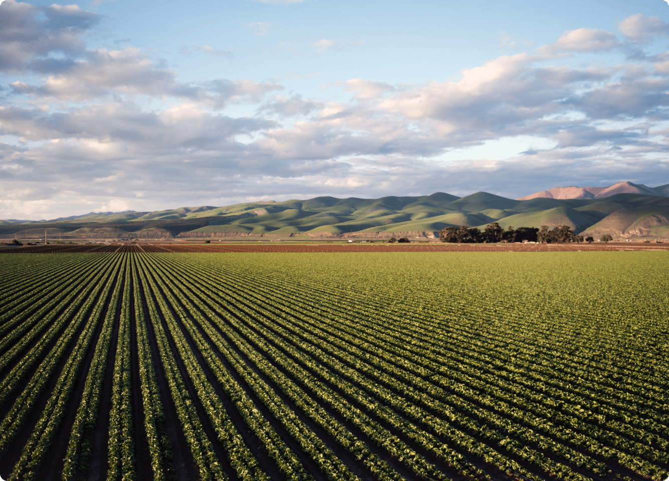 indotani - agriculture and food systems