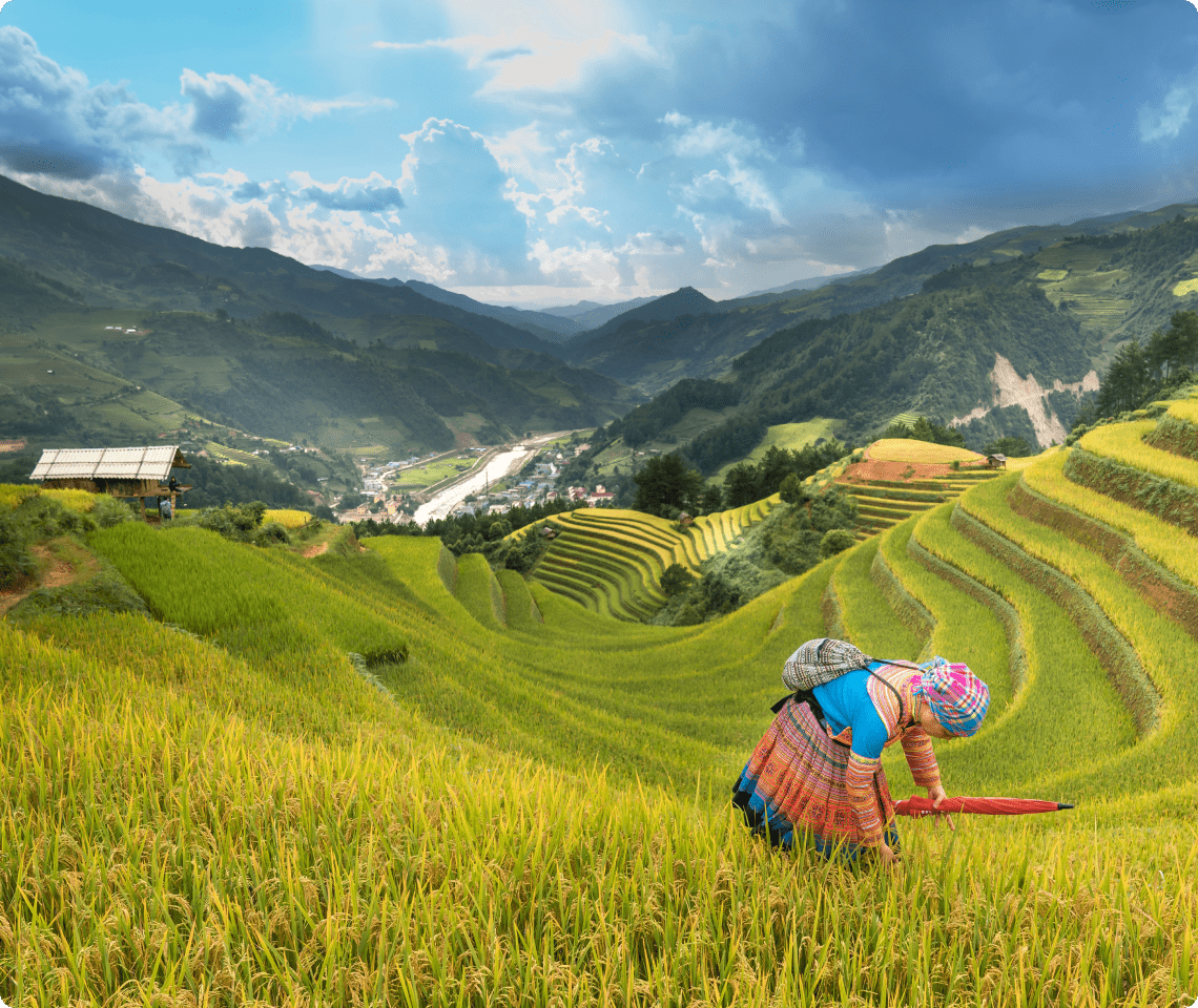 indotani - agriculture and food systems