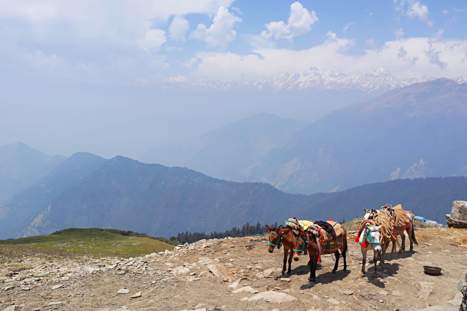 Chopta Trek