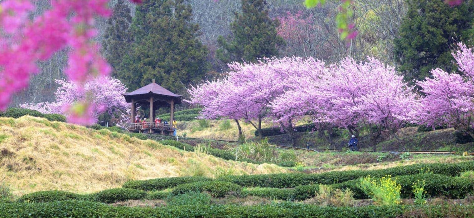 Wuling Farm Taiwan Sakura Garden