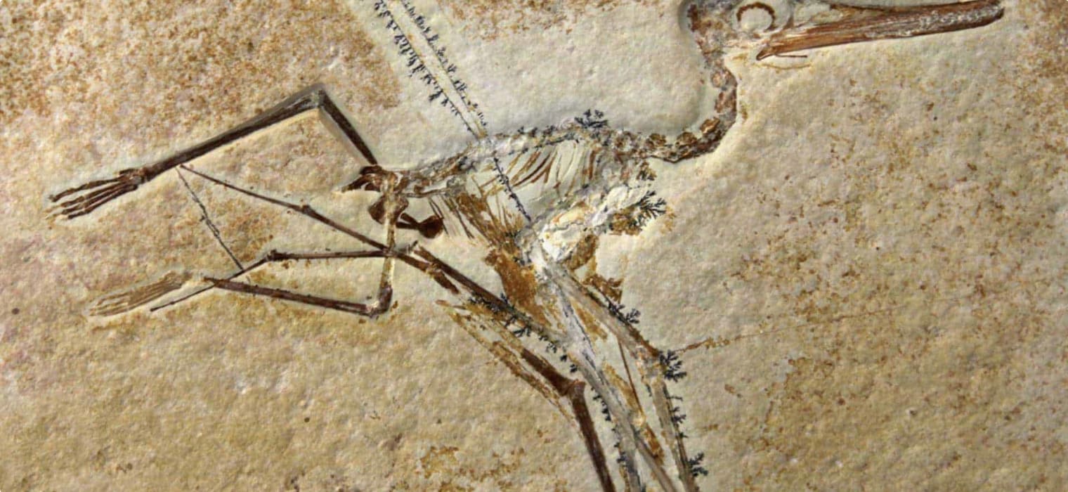 Pterodactylus Elegans Fossil