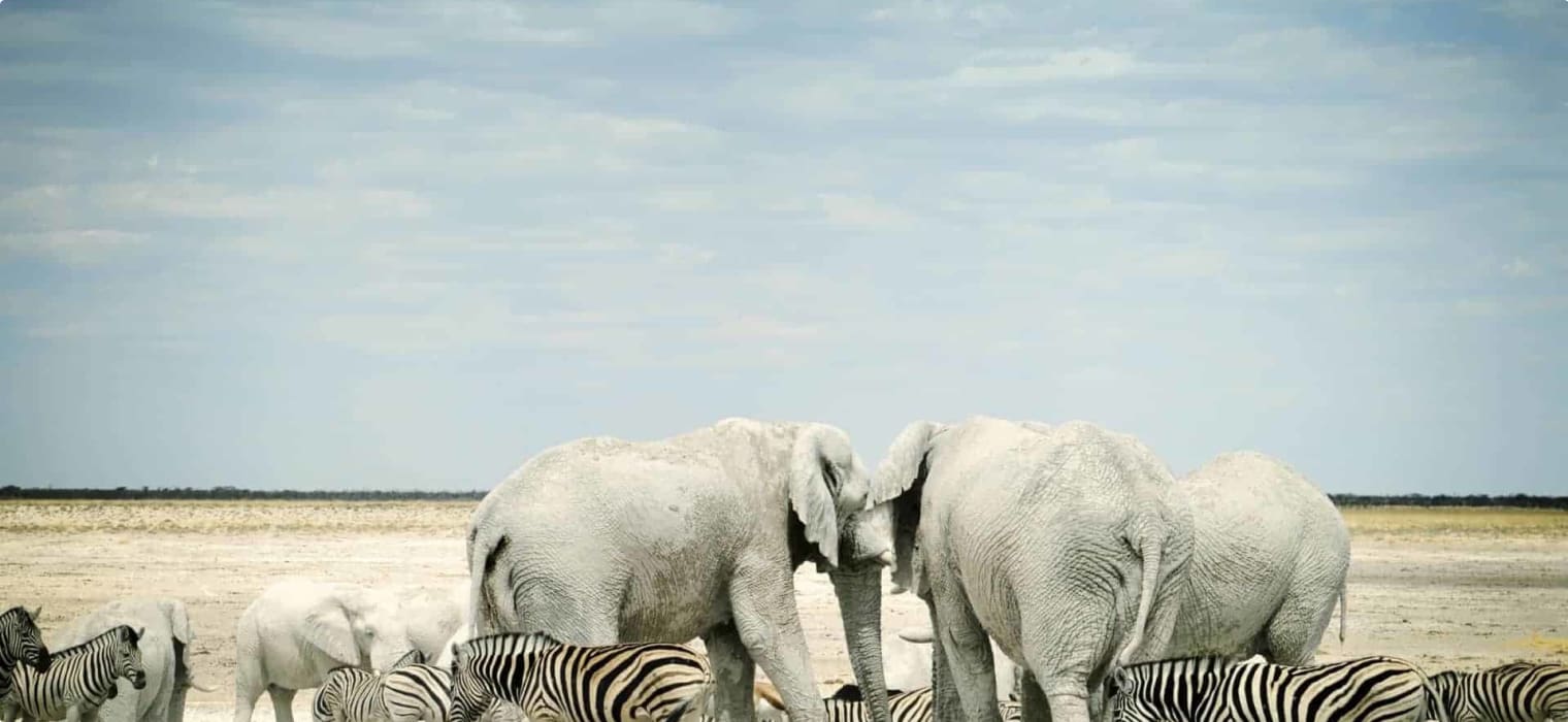 Namibia wildlife and culture